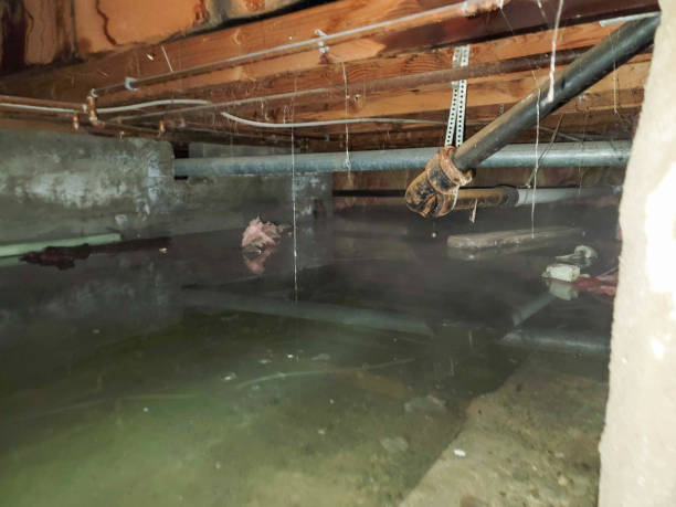 Best Flood damage cleanup  in Fussels Corner, FL