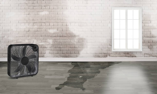 Best Water damage cleanup near me  in Fussels Corner, FL